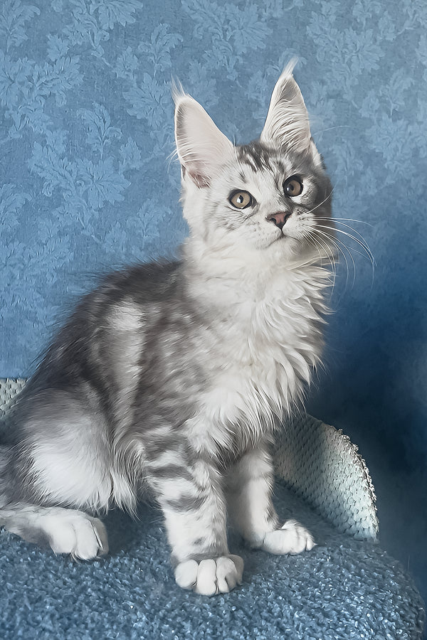 maine coon for sale